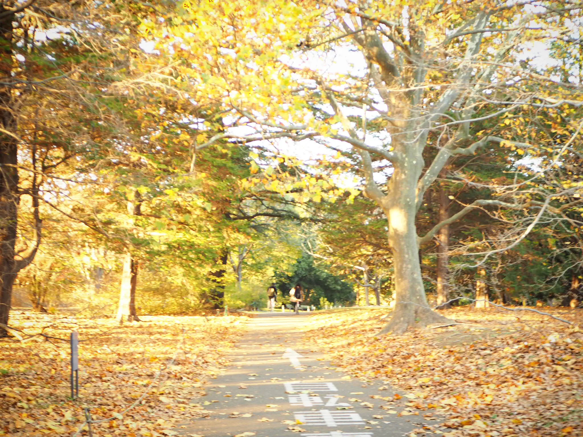 【秋の昭和記念公園】銀杏並木と紅葉サイクリング♩_4