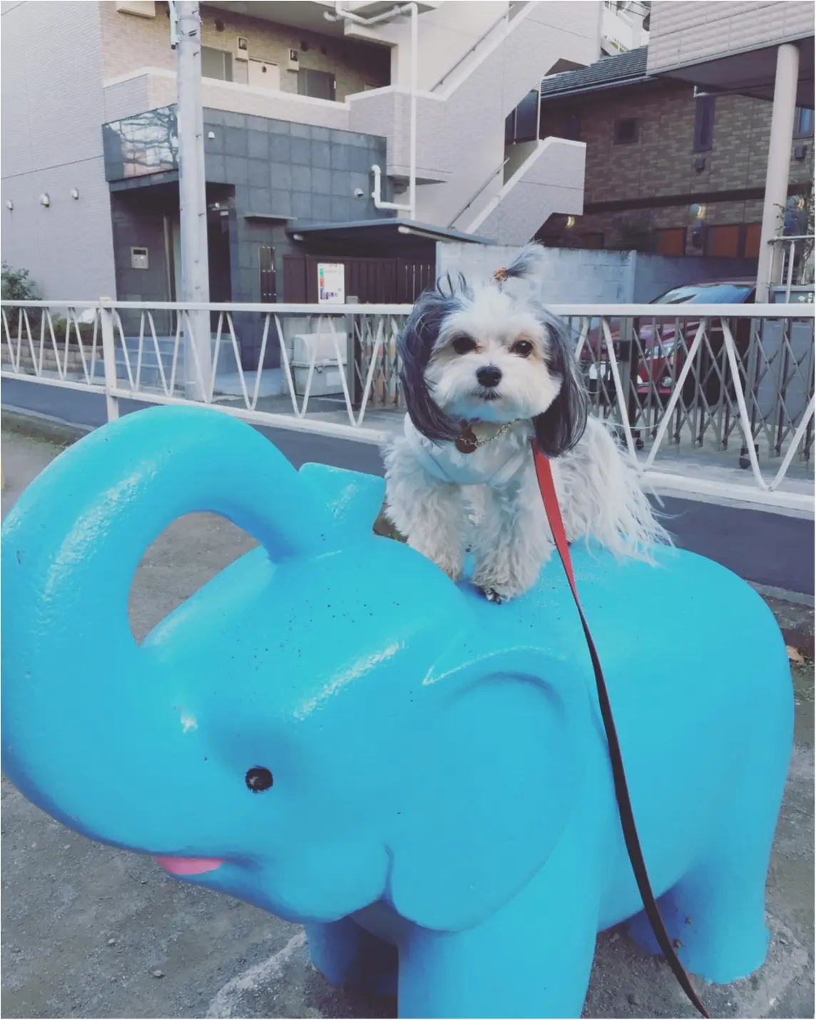 【今日のわんこ】おっきいゾウ~♪ 太郎くんは公園で大はしゃぎ♡_1