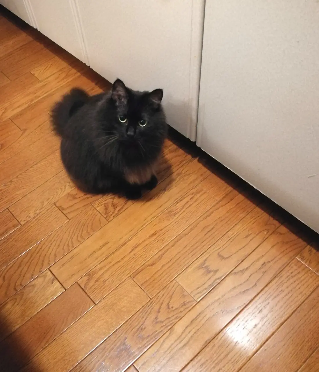 お腹がすいて、ご飯の棚の前で待つ猫・ゆらちゃん