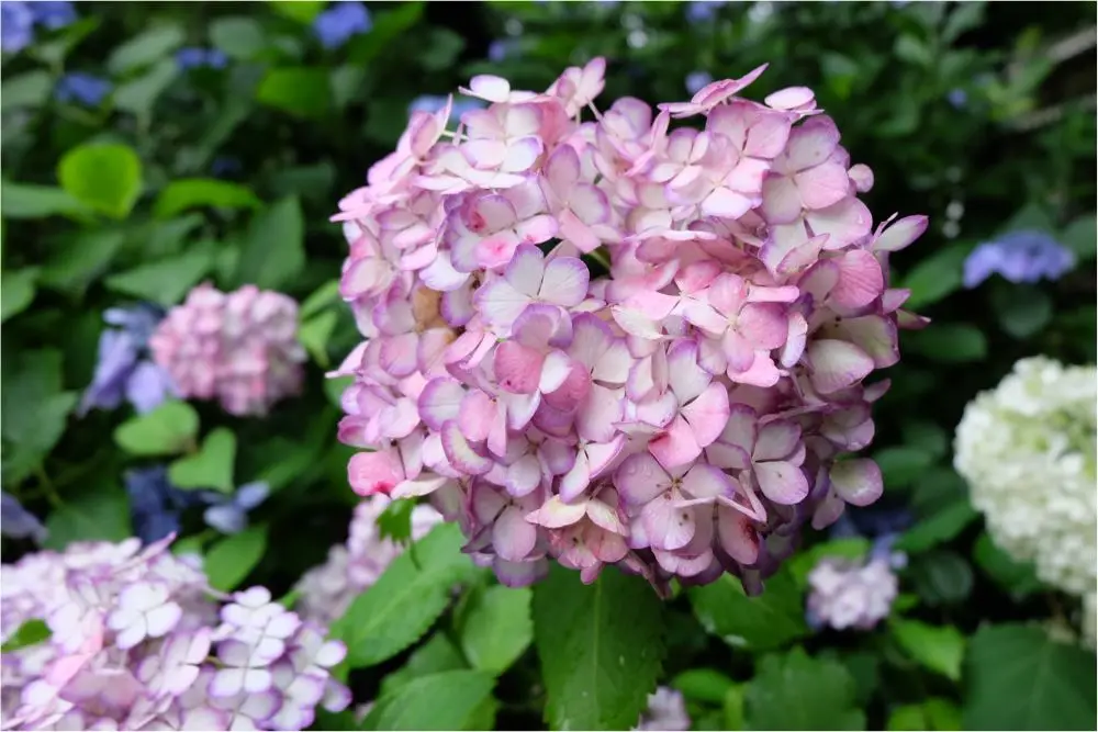 鎌倉の紫陽花名所特集 - 人気のあじさい寺「長谷寺」「名月院」などおすすめスポット_10