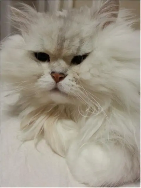 今日のにゃんこ トラくん チンチラ_1