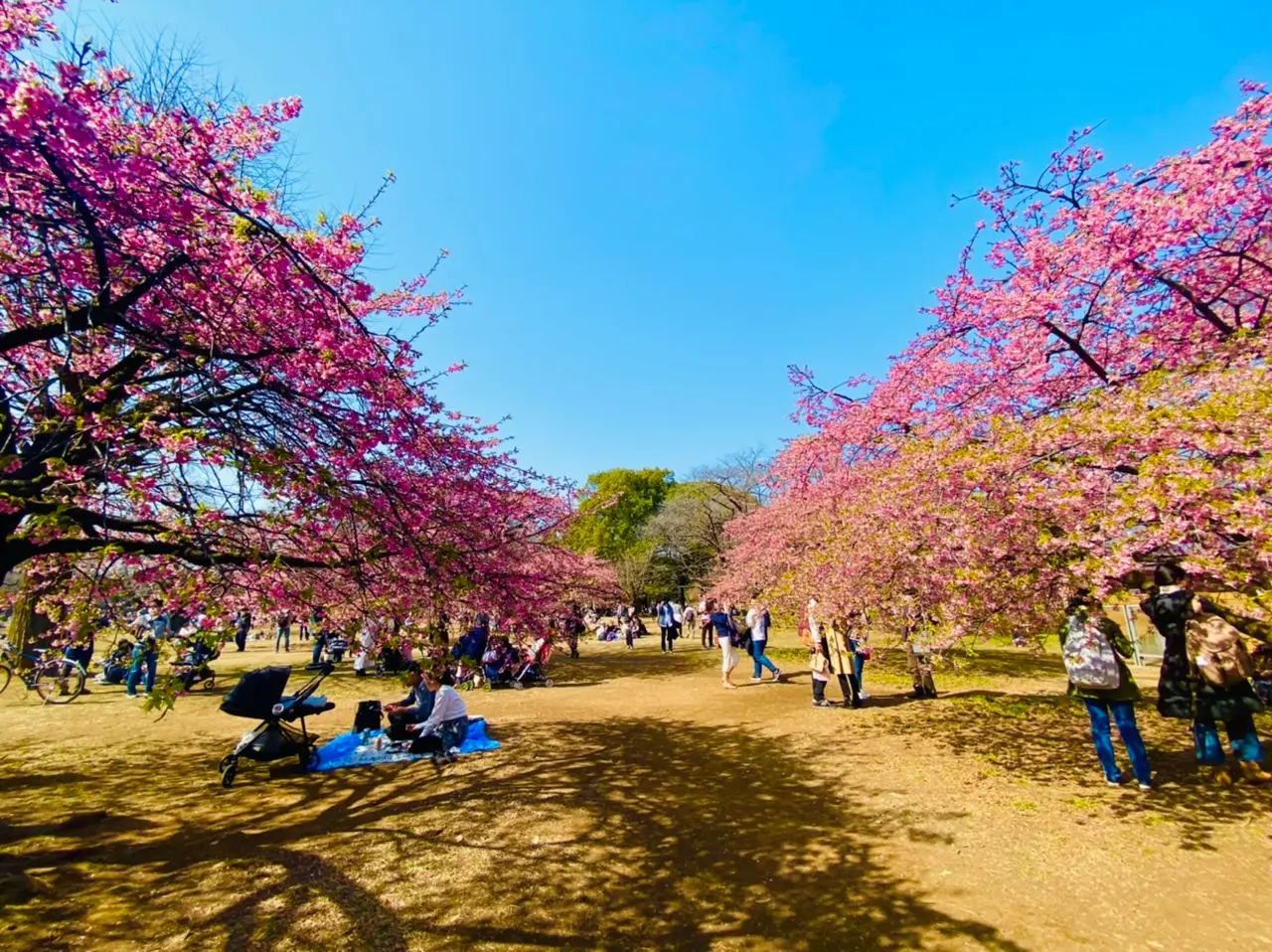 お花見21 今が見頃 都内で 河津桜 が見れるおすすめスポットをご紹介 Moreインフルエンサーズブログ Daily More