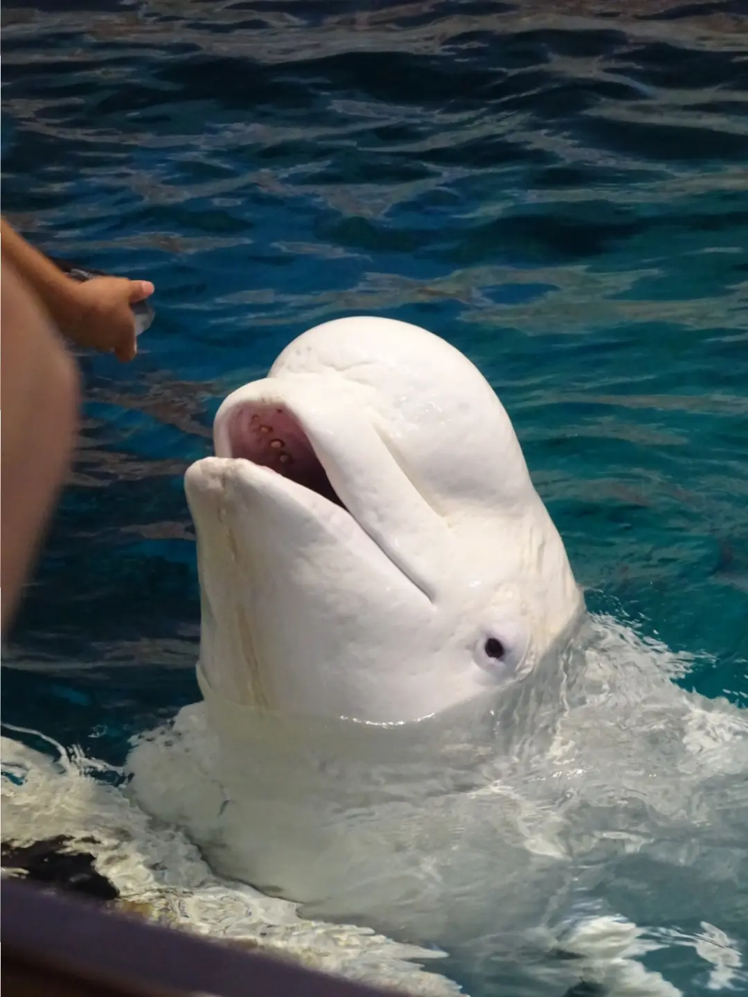 おさよ:夏休みは、名古屋港水族館がオススメ!♡_5