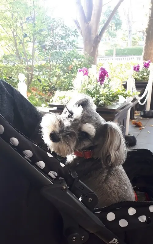 カートに乗る犬・サクラちゃん