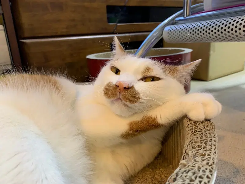 【今日のにゃんこ】 ラビくんの姿がまるで……!? _1