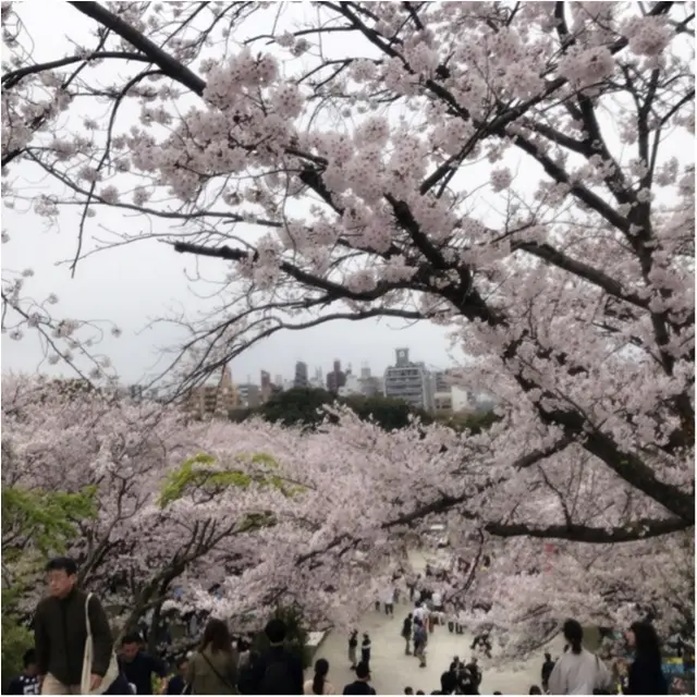 《公園はしご旅》in 福岡 今が見頃!とっておきの桜スポットをご紹介!!_2
