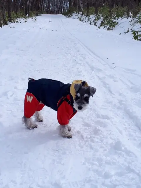 【今日のわんこ】見慣れない景色に困惑気味のサクラちゃん_1