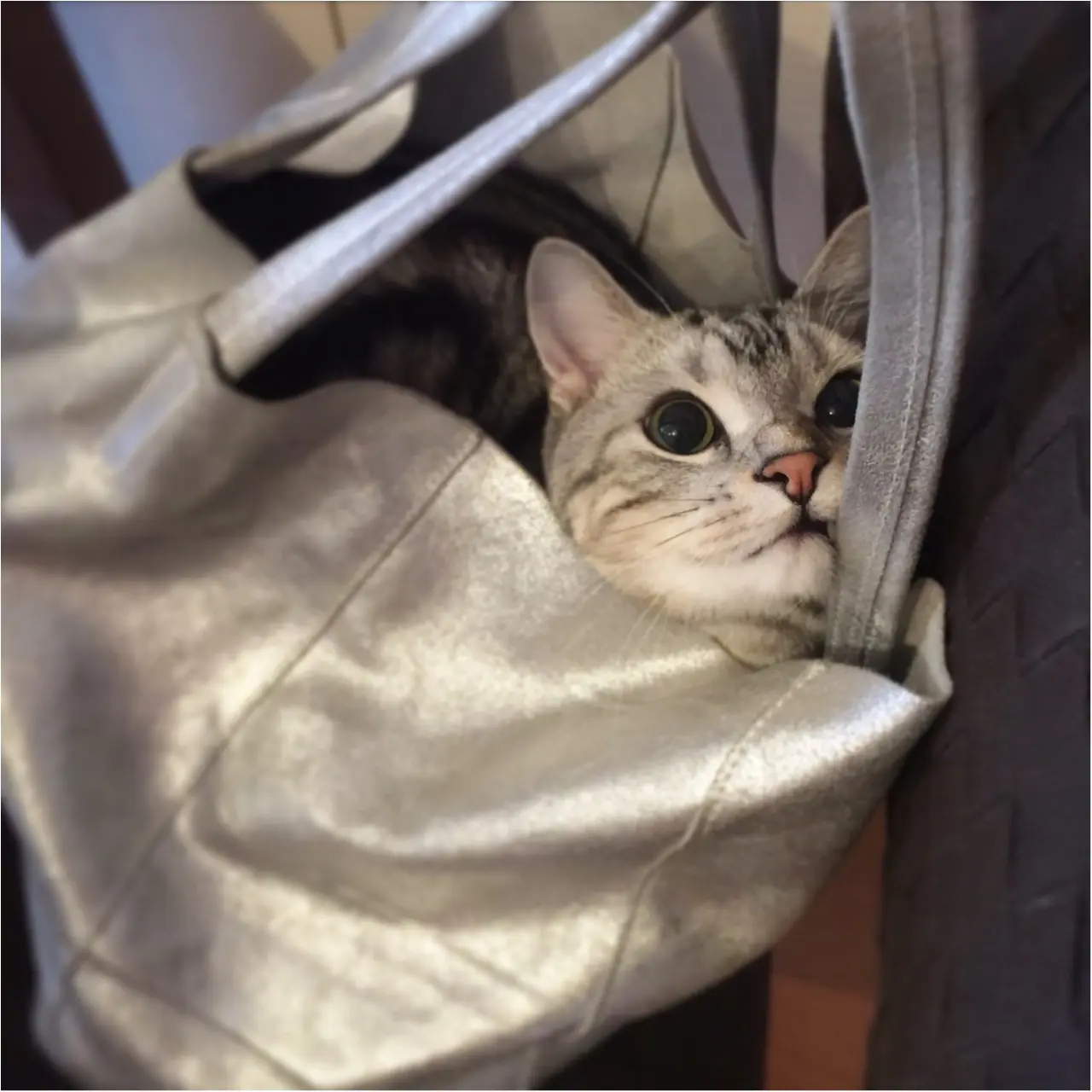【今日のにゃんこ】いっしょに出かけたいアランくんが、まさかの〇〇の中に!?_1