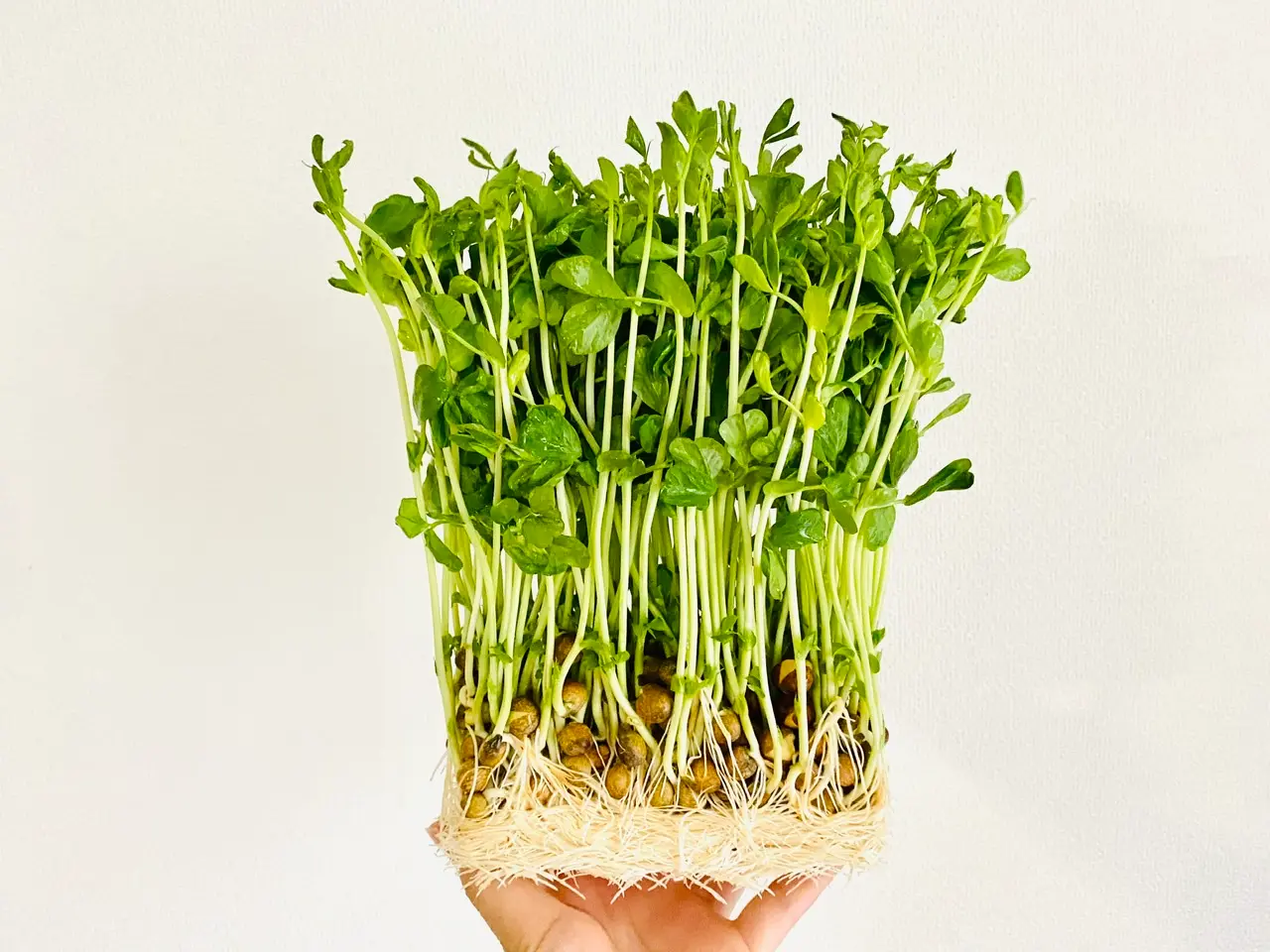 【作り置きおかず】お弁当に大活躍!1つの食材をアレンジして4品★使い切りレシピをご紹介♡〜第13弾〜_2