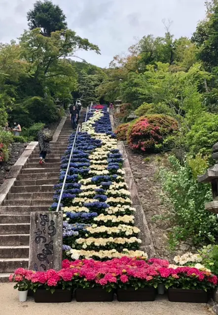 あじさい寺に行きました⭐︎_4