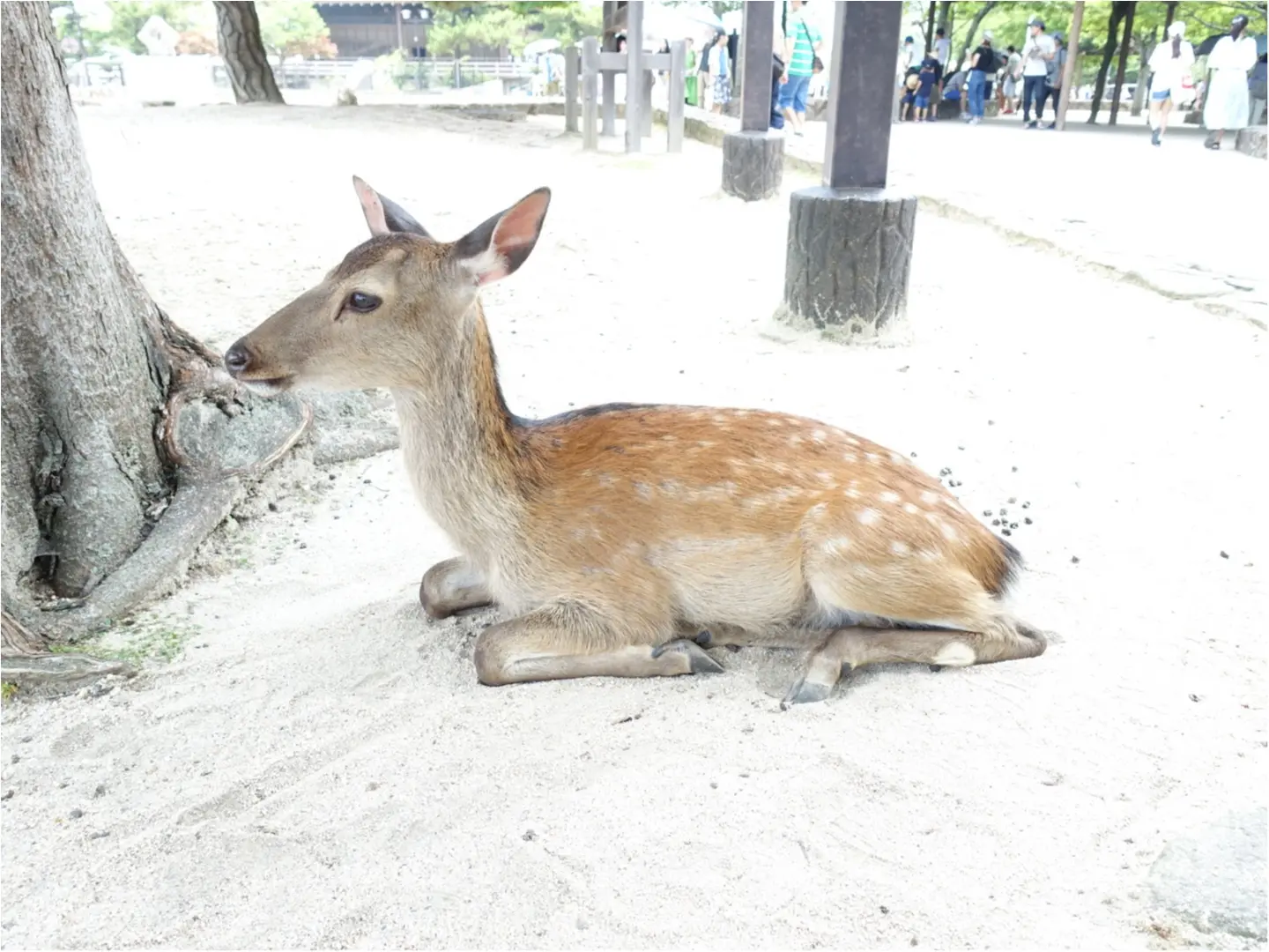★ガイドブックを持たずに【宮島】へ。1日密着!したいこと•食べたいもの、ぎゅーっと1日に詰め込んでとても充実した旅に!_6