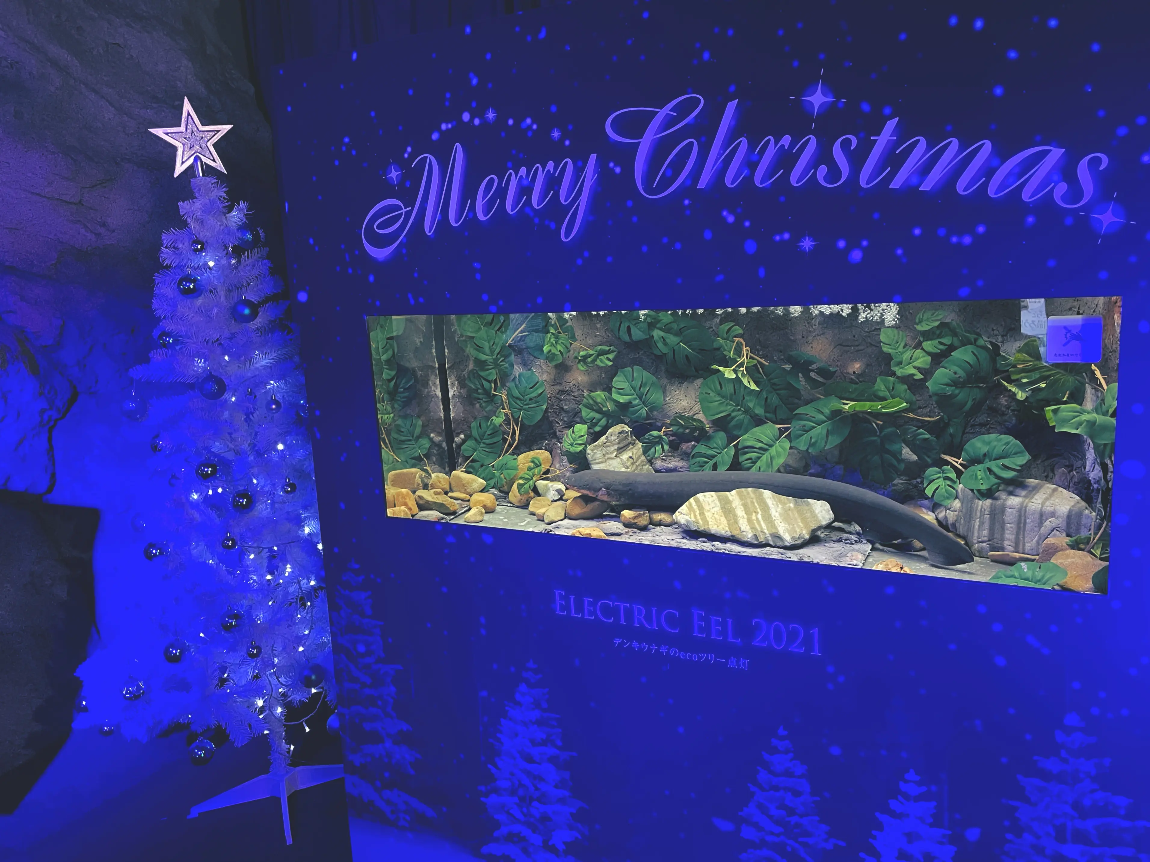 クリスマス気分 冬 クリスマス仕様の 新江ノ島水族館 が映える Moreインフルエンサーズブログ Daily More