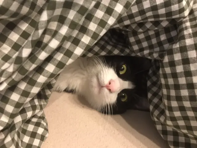 【今日のにゃんこ】ぎょろっ。なルウくんがなんともいえない!_1