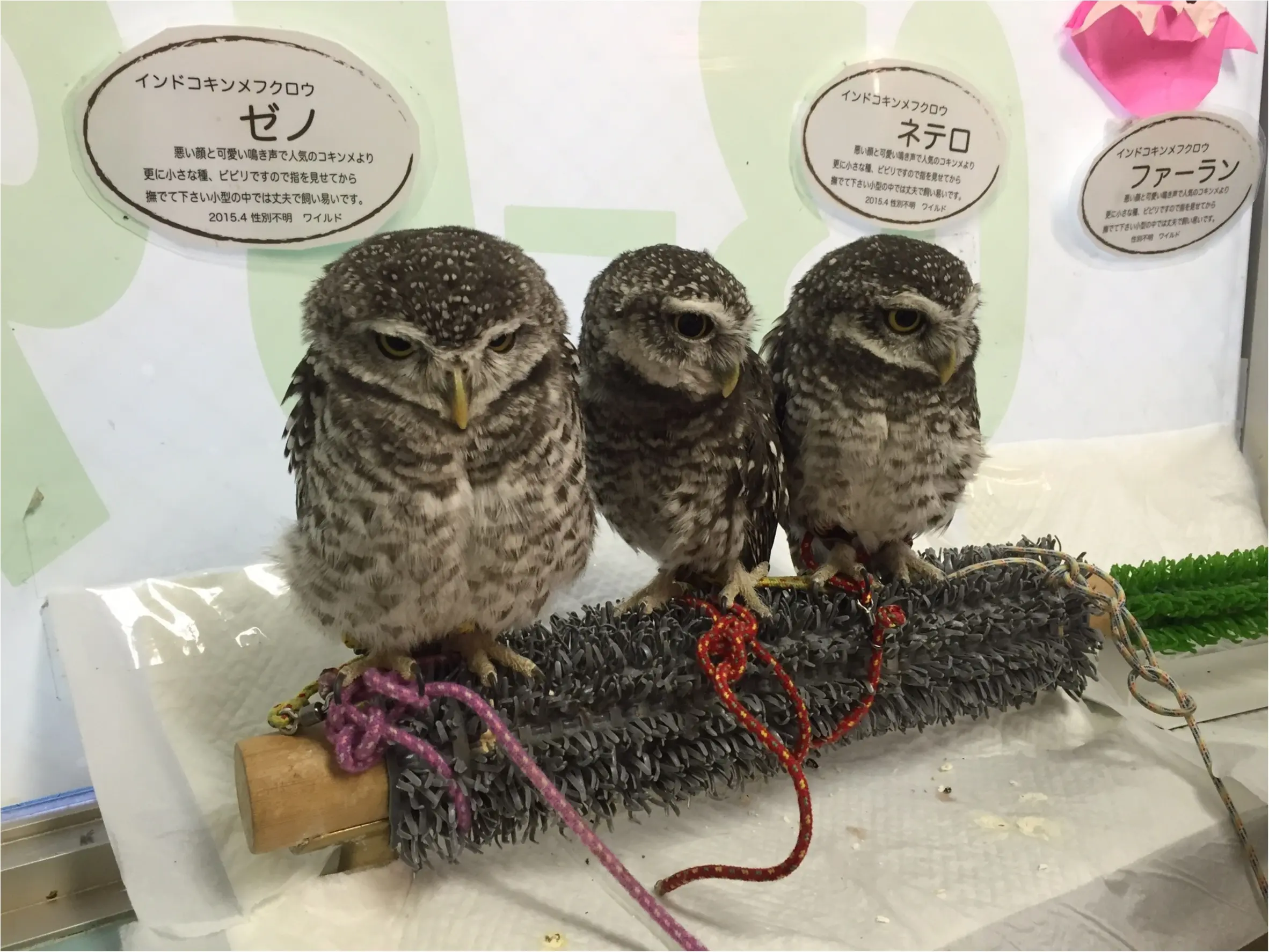 週末の疲れに癒しを...手乗りサイズがかわいすぎる♡【*ふくろうカフェ*】の写真たち☺︎_4