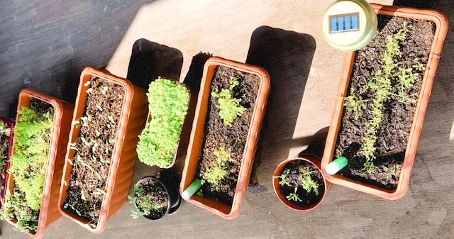 【ぶり農園】初めてのベランダ菜園でも育てやすい食料・お花はどれだ?_1