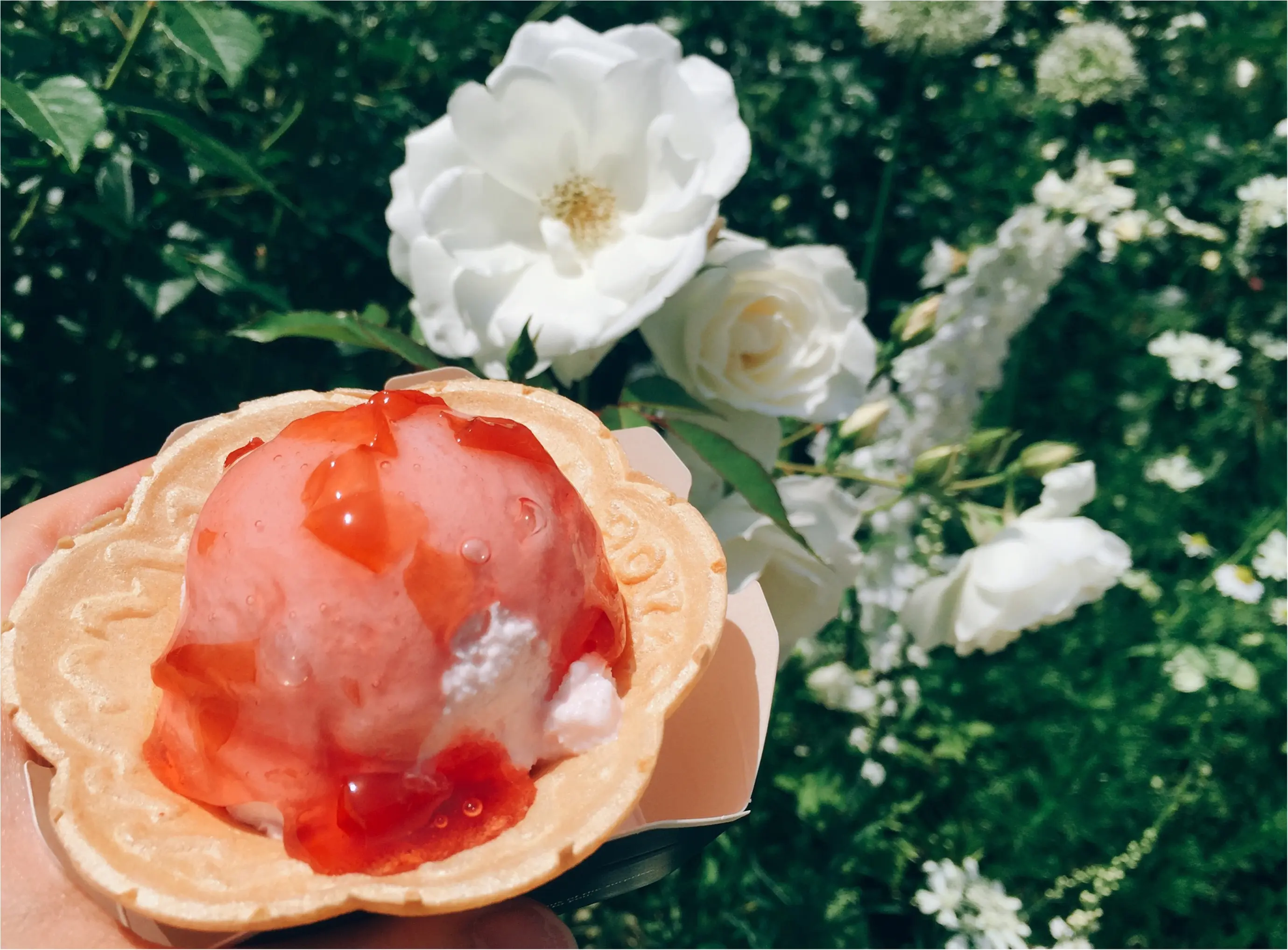 【お出掛けスポットin熱海】今が見頃のローズガーデン!薔薇のトンネルにうっとり…♡_15
