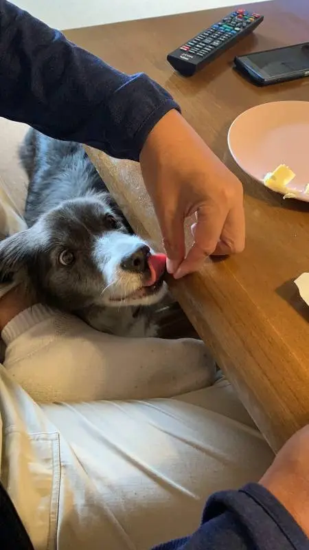 舌を出して飼い主の指を舐める犬・メルちゃん