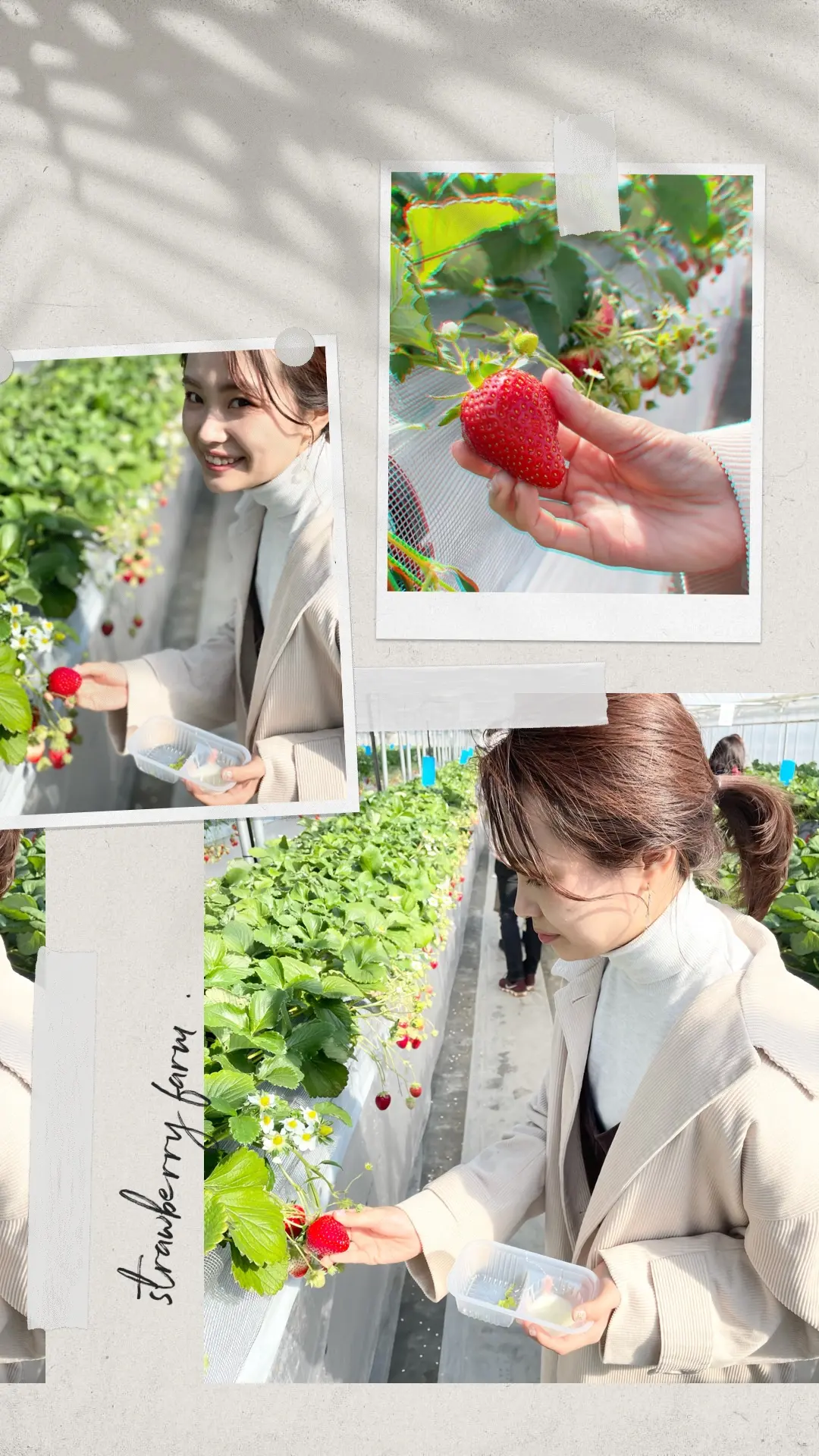 【おすすめいちごスイーツ】4種食べ放題!ビュッフェ感覚の苺狩り✍︎︎_2