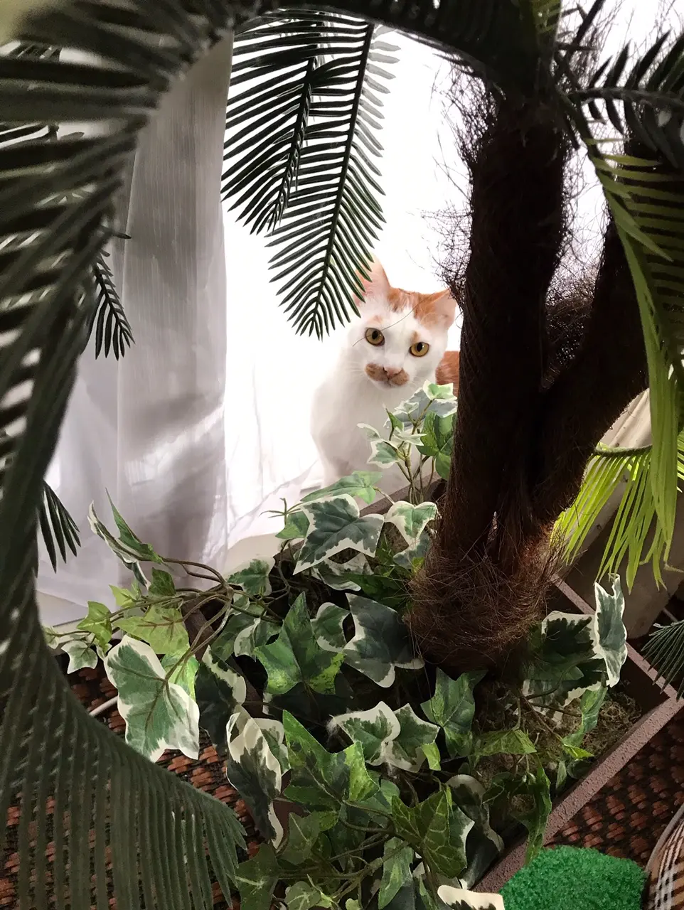 【今日のにゃんこ】植物に興味津々なラビくん☆_1