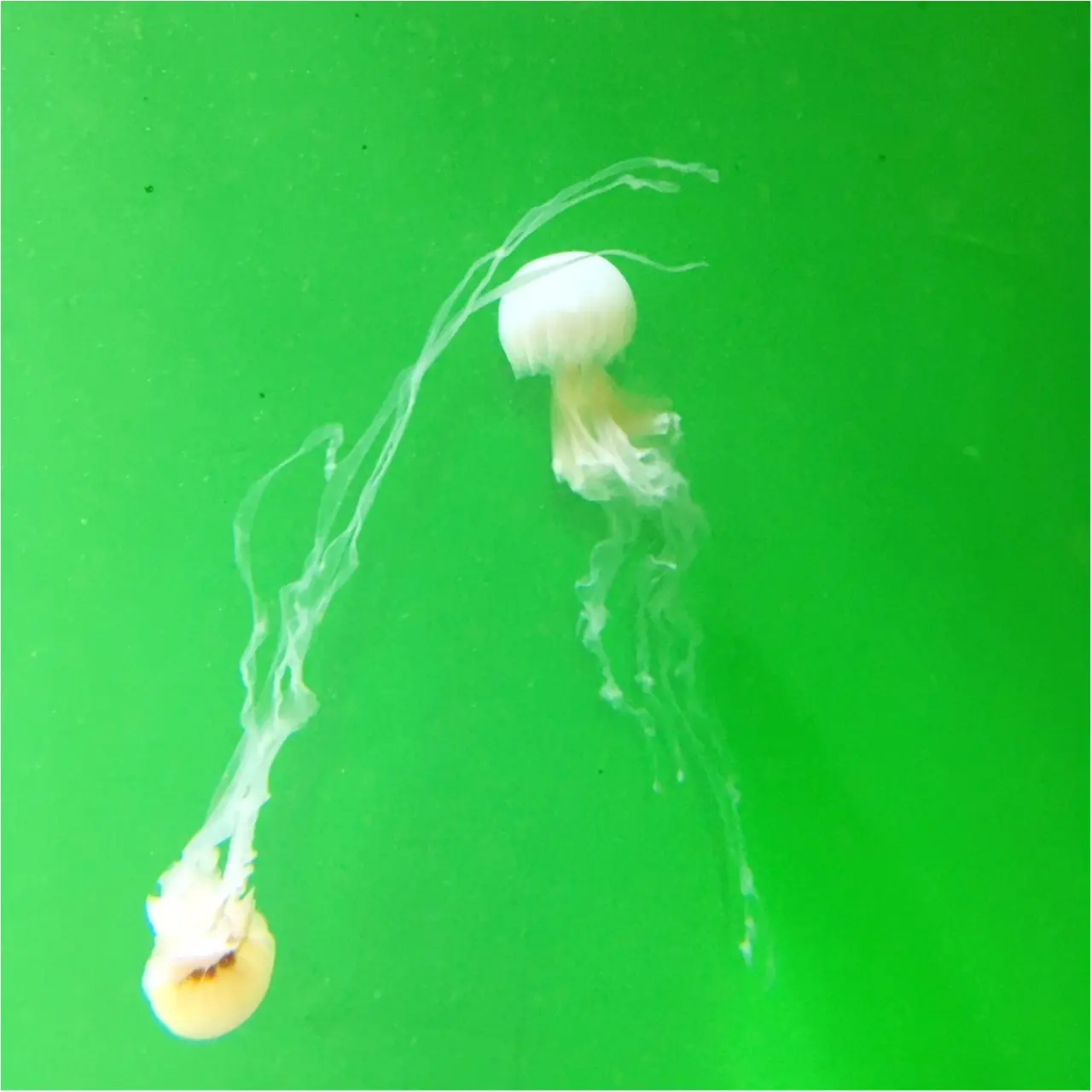 危険な生き物大集合!【毒毒毒毒毒毒毒毒毒展】に行ってきました( º_º )_5
