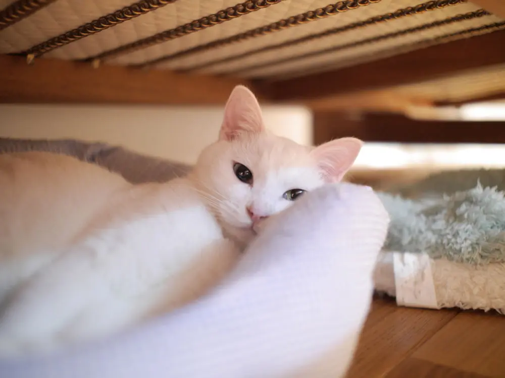 本日のにゃんこ しっぽちゃん_1