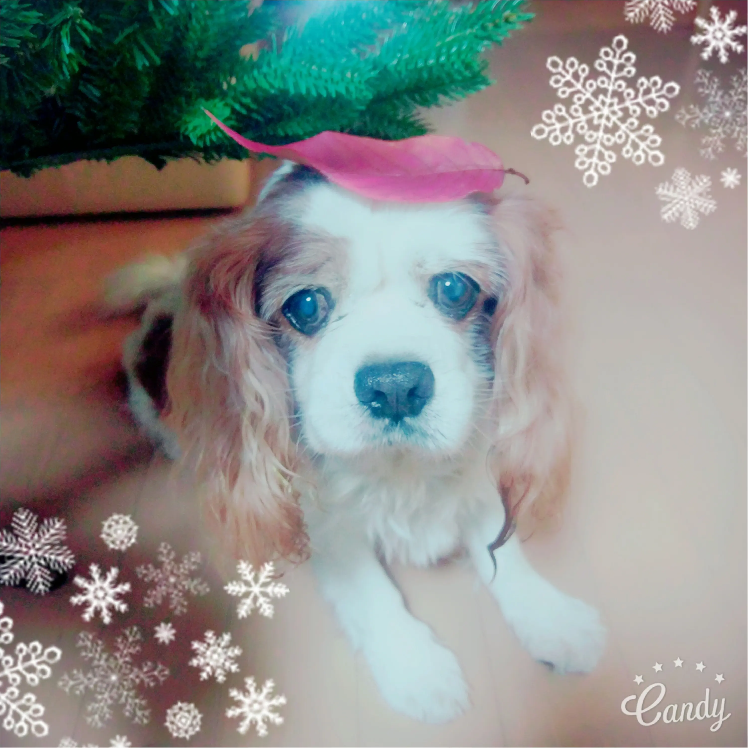 【今日のわんこ】ハッピーウィンター♡ ナッツくんはもうクリスマス準備中_1