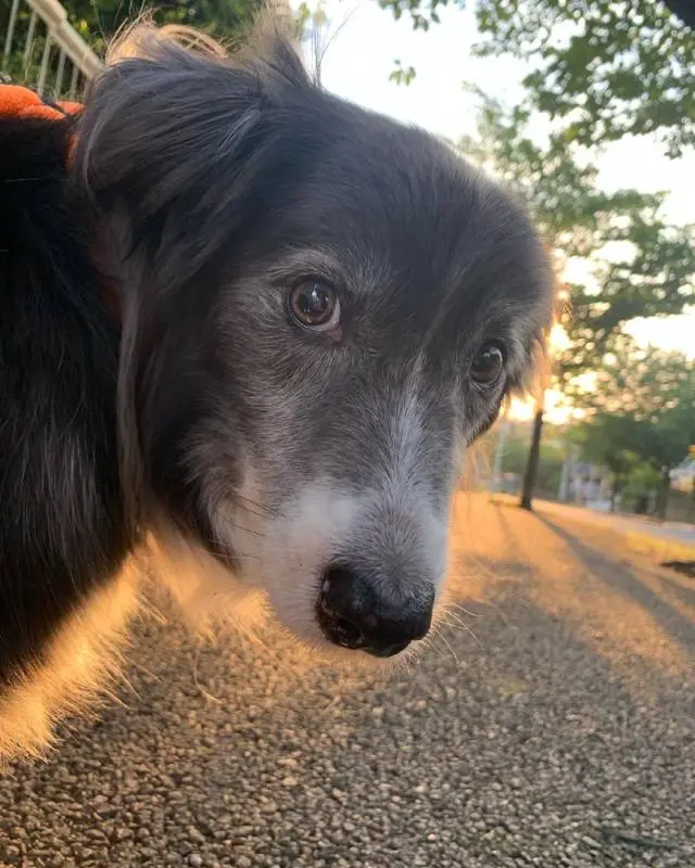 夕方にお散歩中の犬・メルちゃん