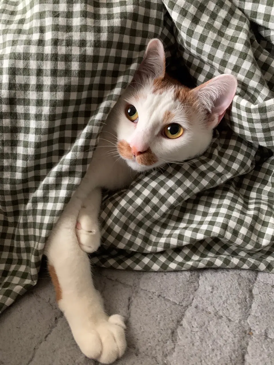 【今日のにゃんこ】布団をめくられ、不満顔なラビくん_1