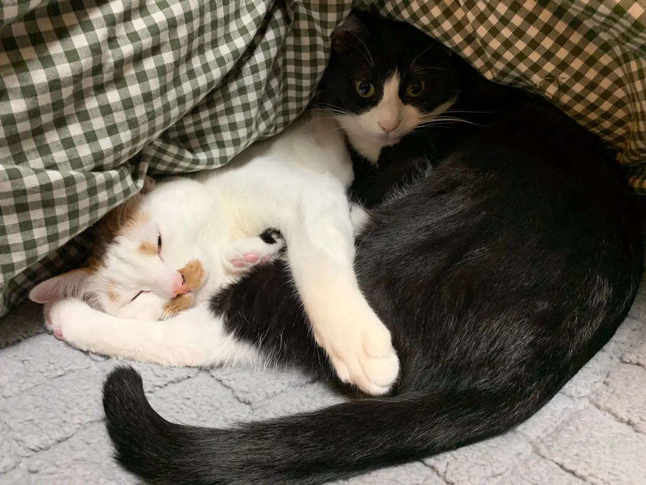 寝室で毛布に埋もれるルウくんとラビくん
