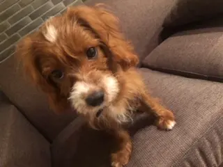 【今日のわんこ】撮られるがままなチェリーちゃん♪_1