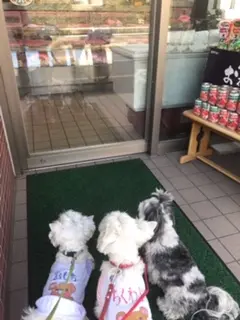 【今日のわんこ】太郎くんがお友達と一緒にお散歩へ......♪_1