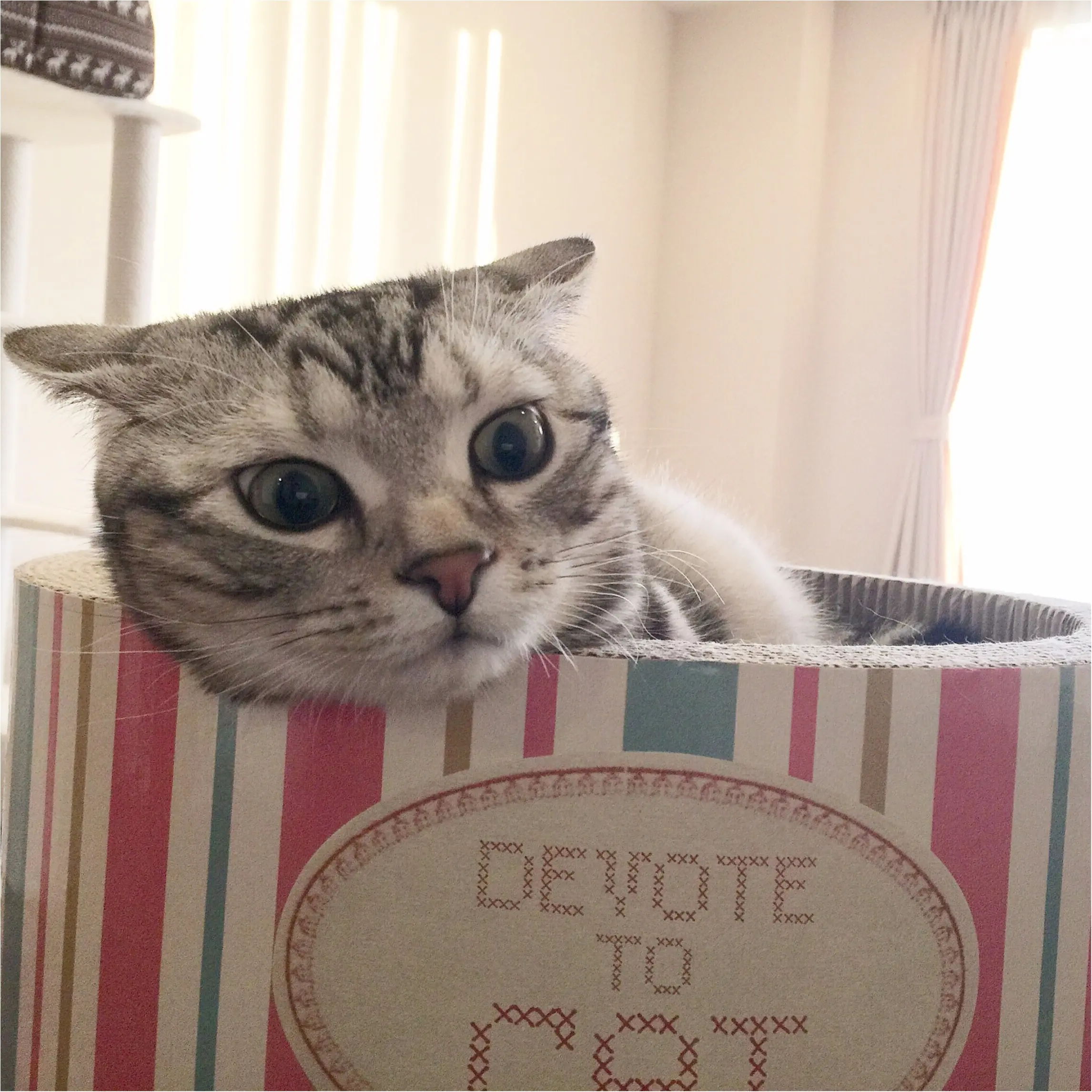 【今日のにゃんこ】びっくりドキドキ! アランくんは〇〇に怒ってる!?_2