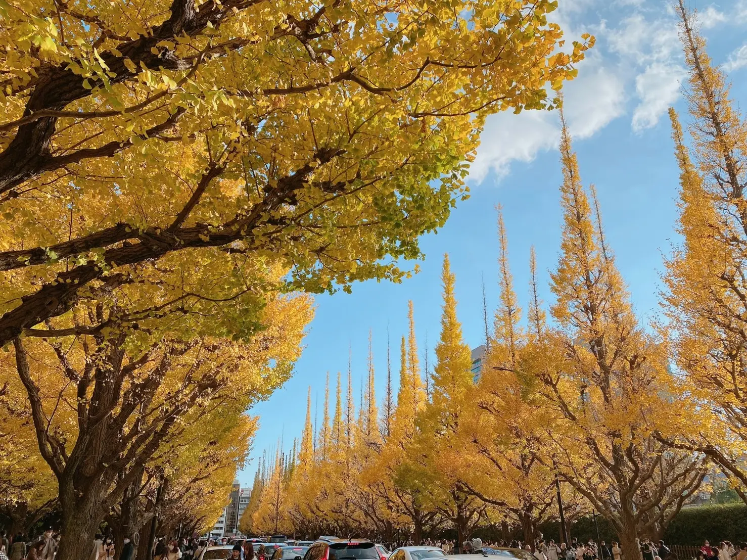 【外苑前】今が見頃!神宮外苑前に紅葉を見に行ってきました✧_2