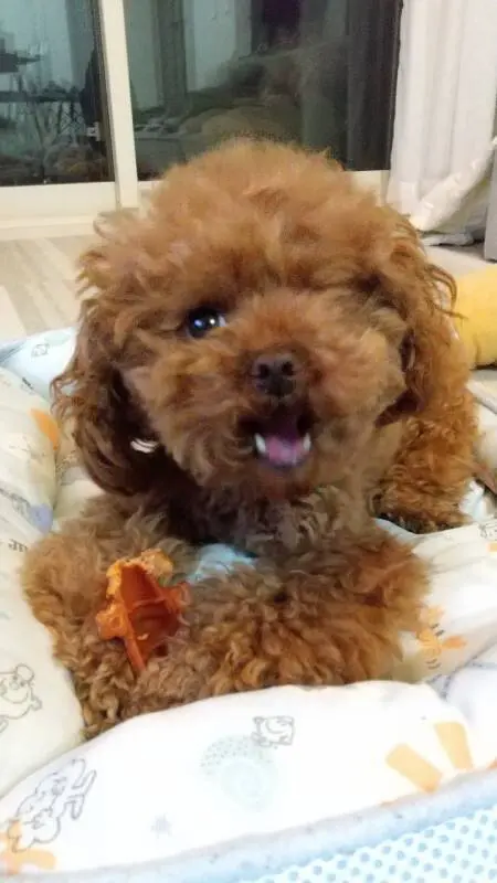 【今日のわんこ】テテちゃん、ままと一緒にいられる時間が増えて嬉しそう_1
