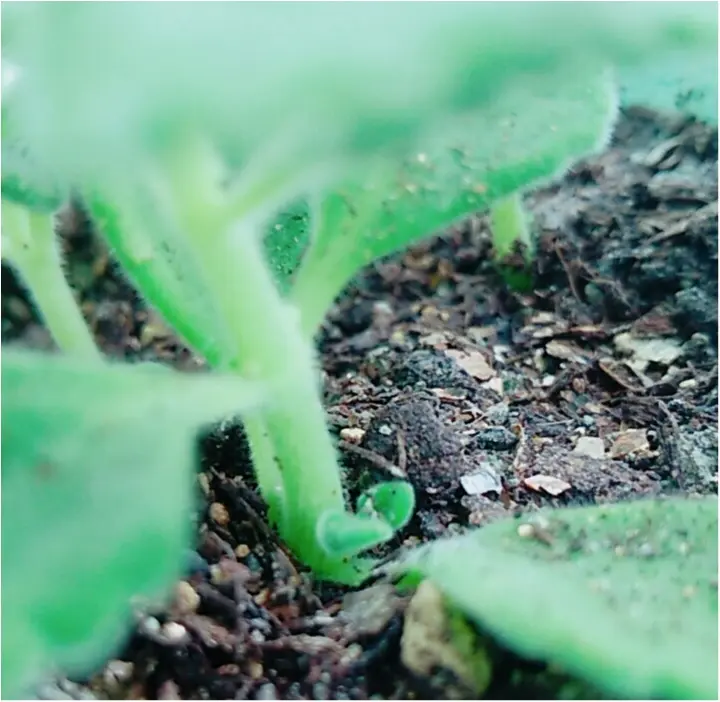 見たことありますか? 可愛すぎる!多肉植物の赤ちゃん** _4