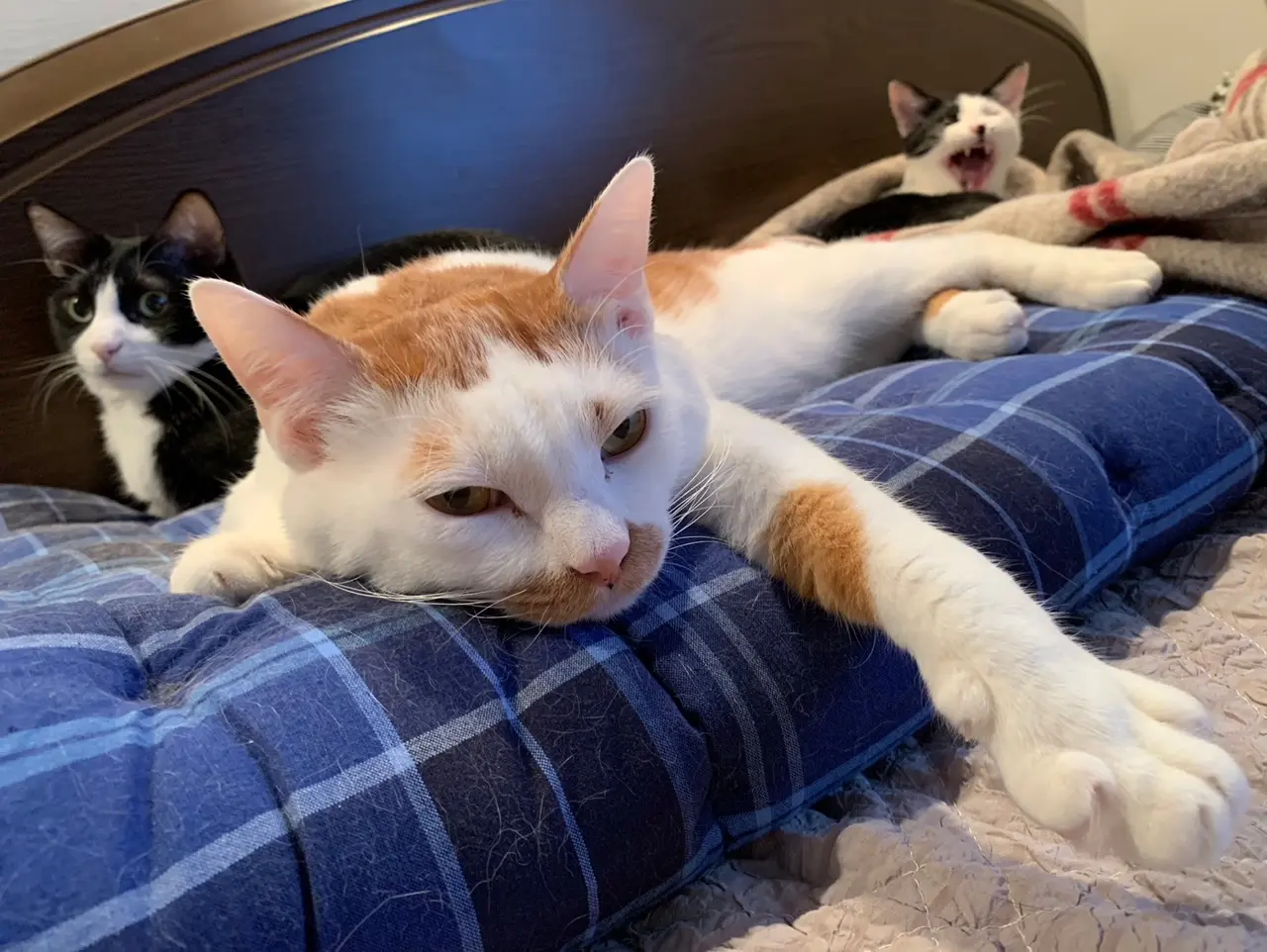 雑種猫・ラビくんがベッドの上で寝転んでいる様子