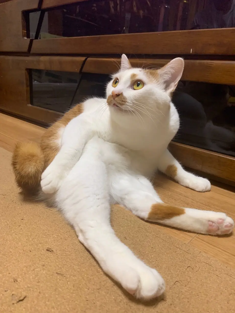 【今日のにゃんこ】ラビくん、人間のように座ってる!?_1