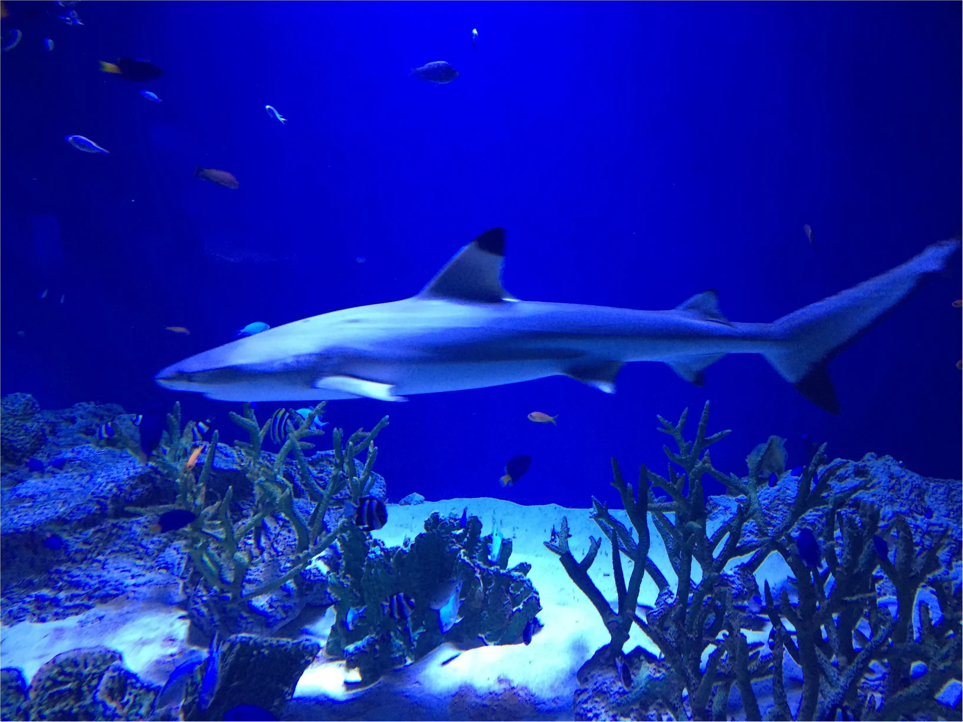 昼と夜でイルカショーが変わる!?光・音・映像と海の生き物のコラボレーション ✨《*アクアパーク品川*》の魅力☆★ _10