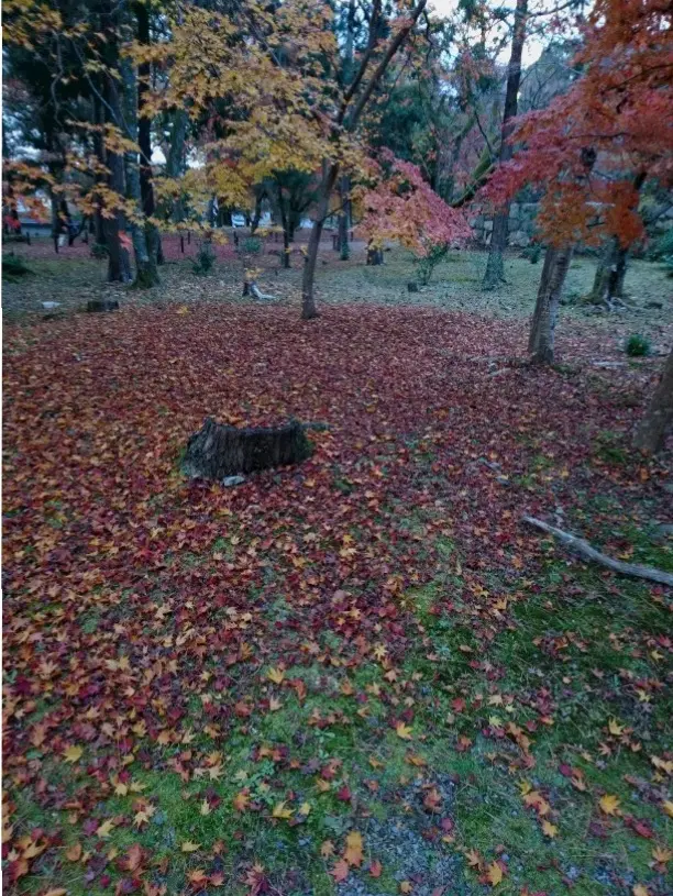 今が見ごろ!関西の紅葉スポット【京都】秋を感じてきました。_3