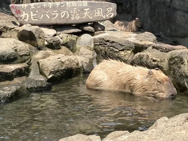 カピバラ露天温泉