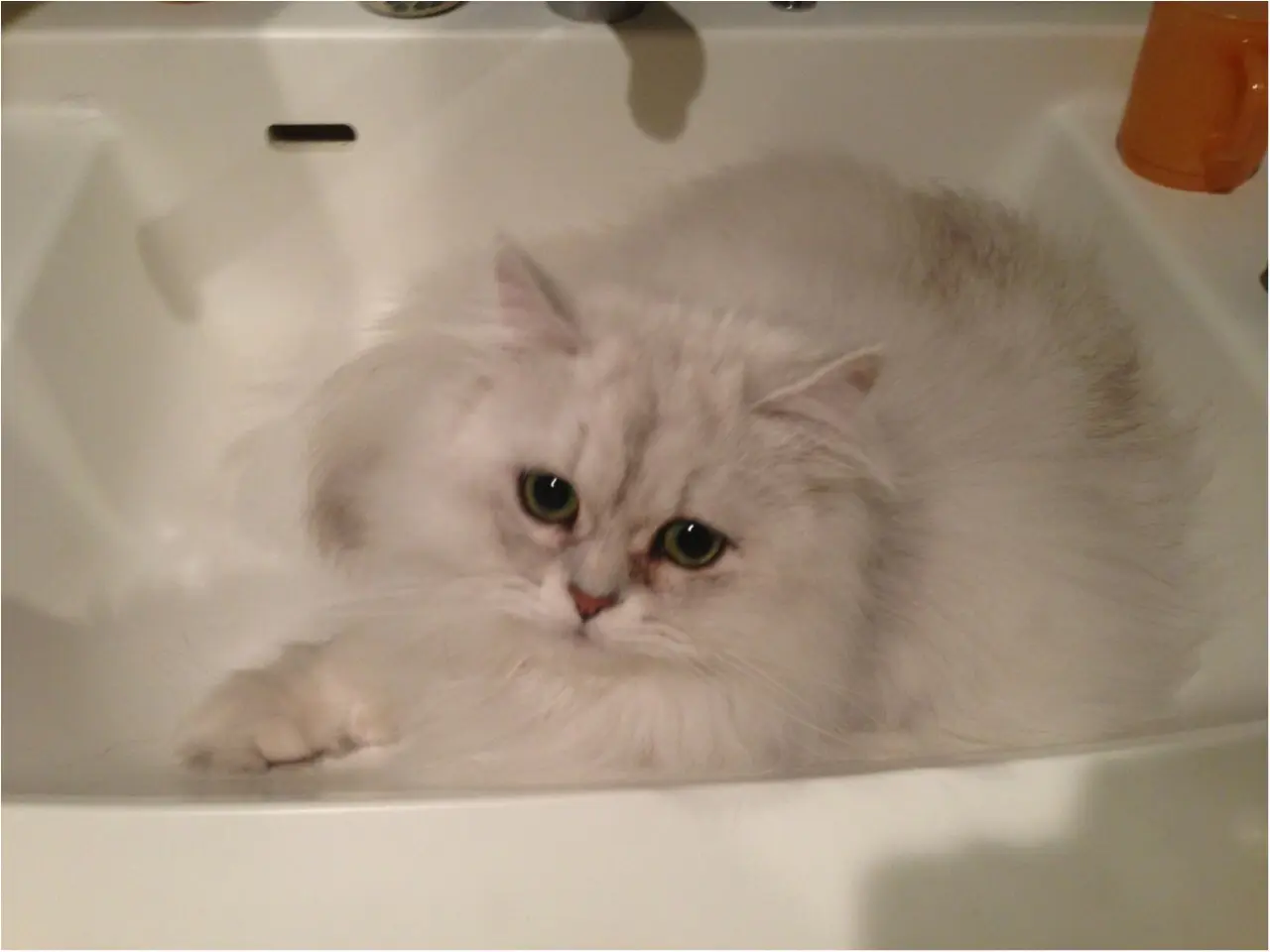 【今日のにゃんこ】カメレオンみたい! ヒンヤリした洗面所に隠れていたチロルちゃん_1