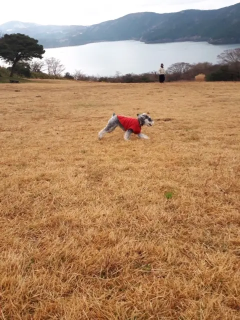 【今日のわんこ】かけっこ大好き! なサクラちゃん_1
