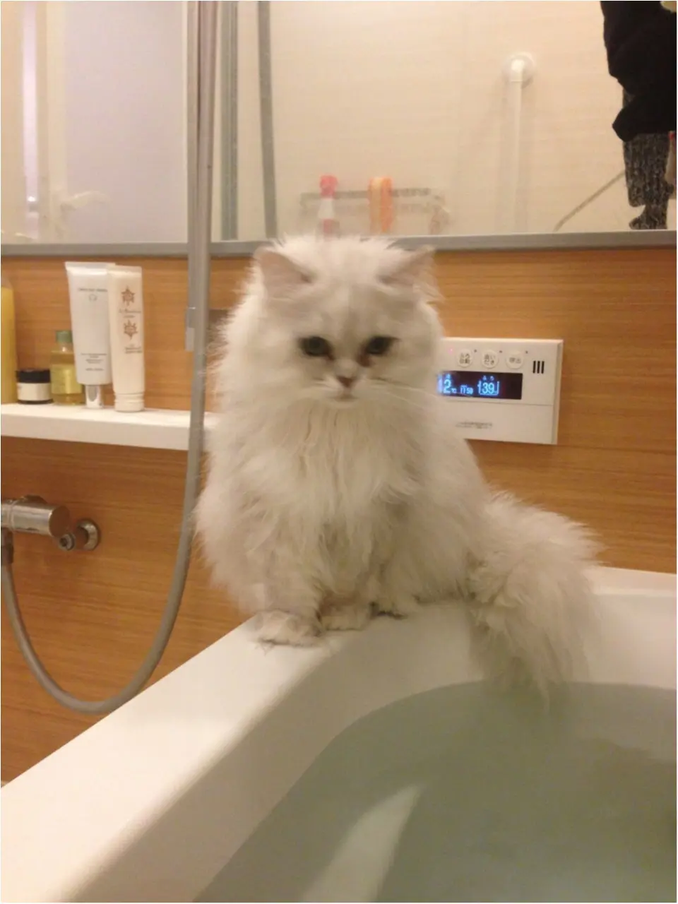 【今日のにゃんこ】お湯加減はいかが? チロルちゃんはお風呂番長!_1
