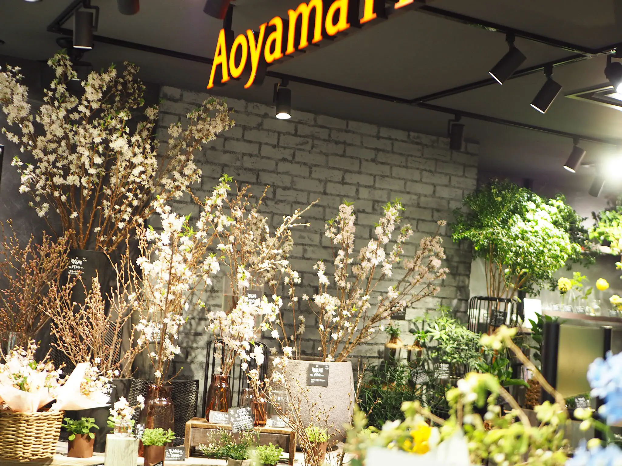 【おうちでお花見♡】AOYAMA FLOWER MARKETの桜が咲きました♩_3