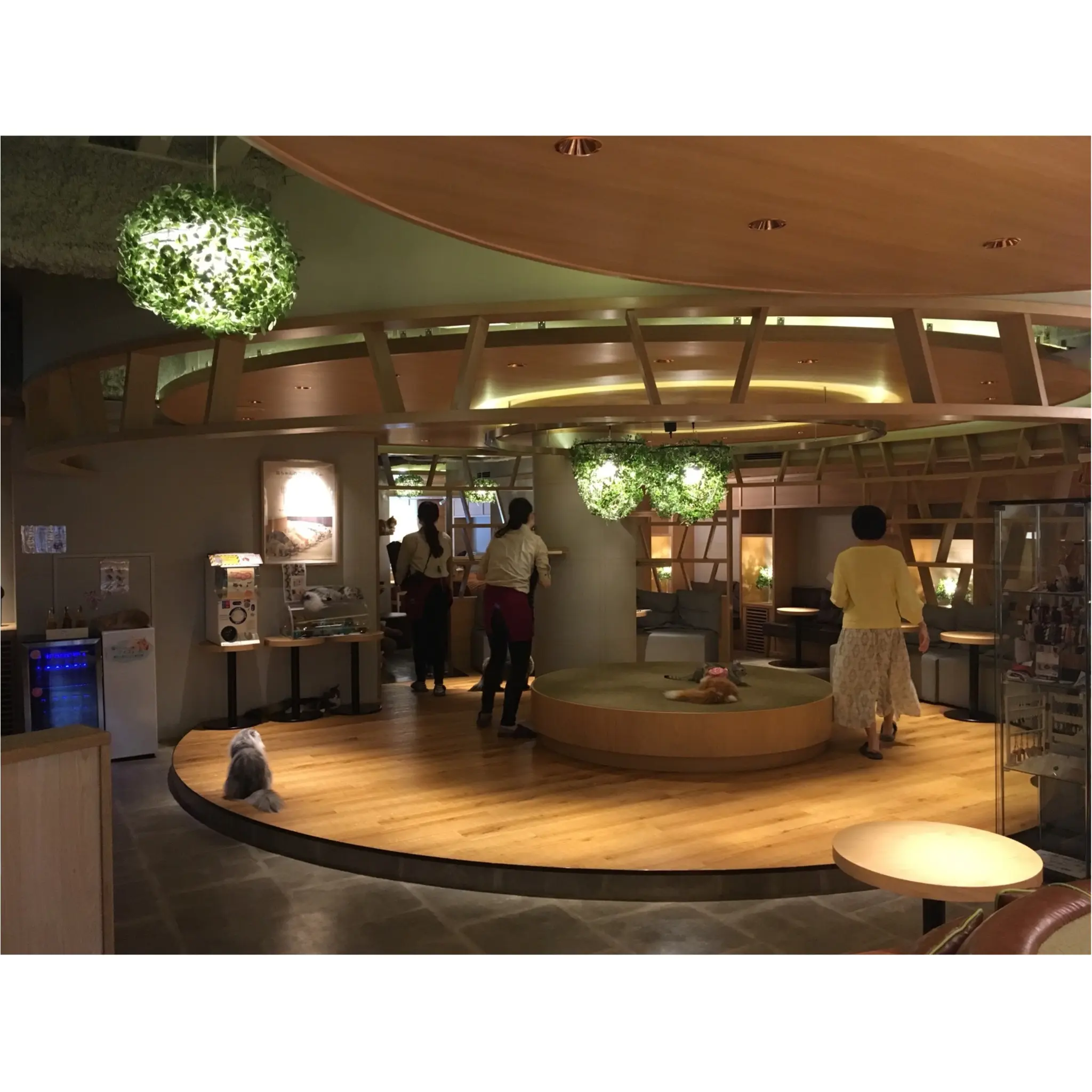 【GWはここで決まり!】日本最大級の猫カフェが新宿に⁈オシャレなラウンジカフェで可愛い猫たちに癒される!_2