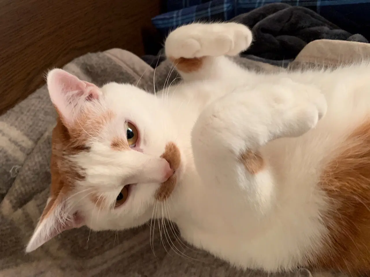 【今日のにゃんこ】ラビくんのうつろな表情をキャッチ_1