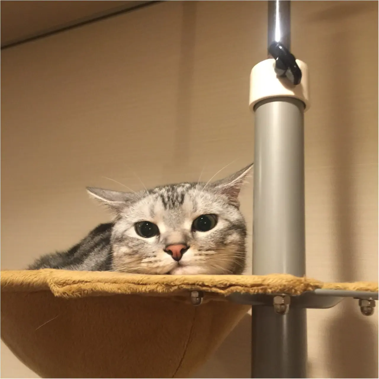 【今日のにゃんこ】ねむねむ~。うとうとしてるアランくん_1