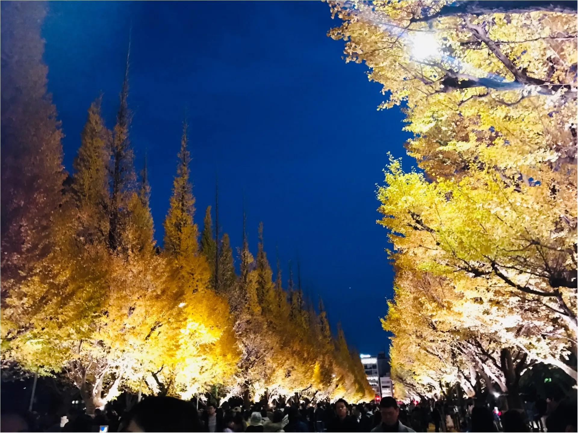 【紅葉スポット】美しすぎる黄色のトンネル《神宮外苑イチョウ並木》今が見頃です♡_6