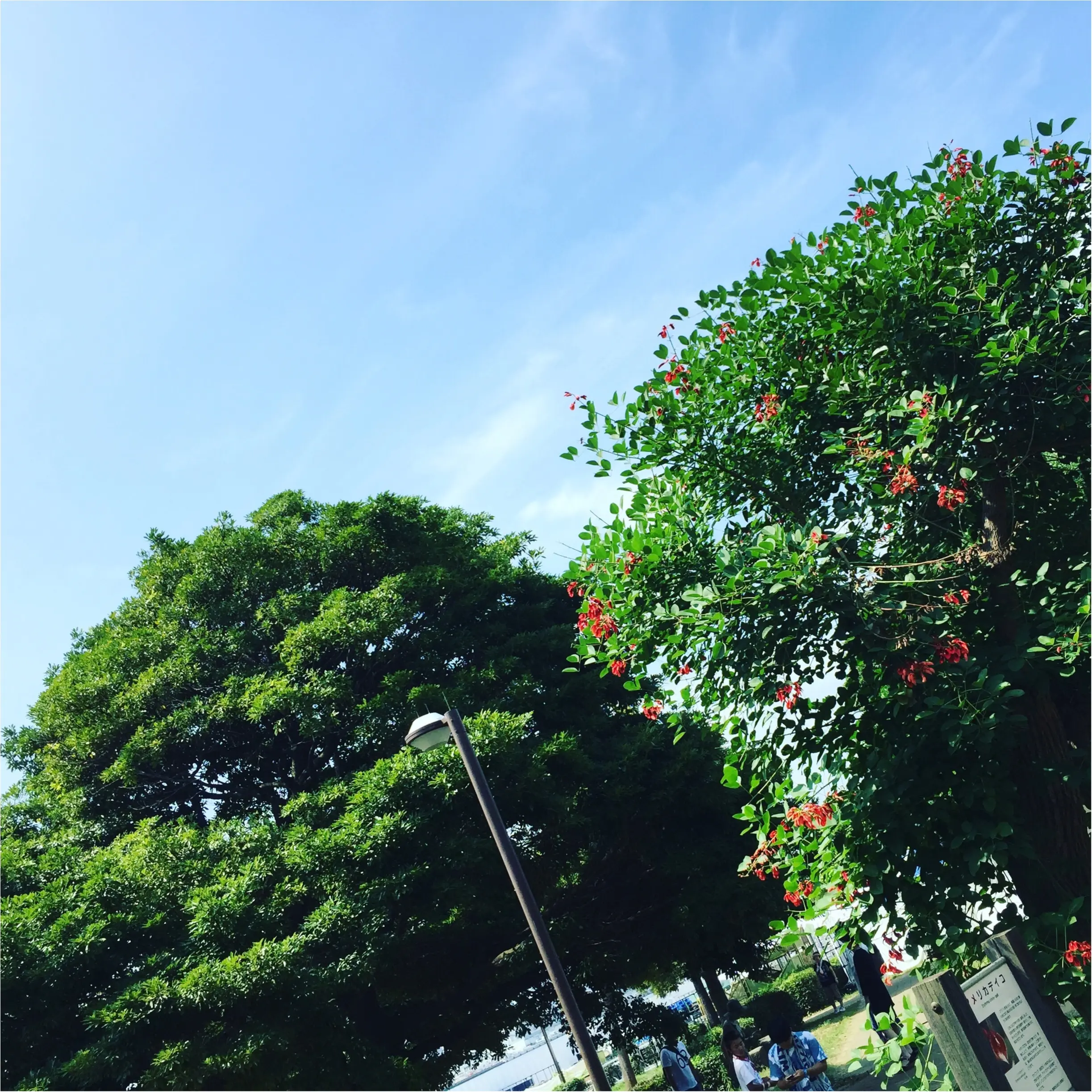夏の記憶が蘇る✨✨この夏の《*空の写真*》_8