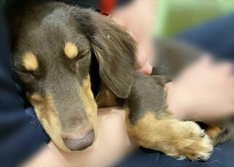 【わんこ好きさん必見!】puppy cafe RIO行ってきました♡癒されまくりスポット!_3